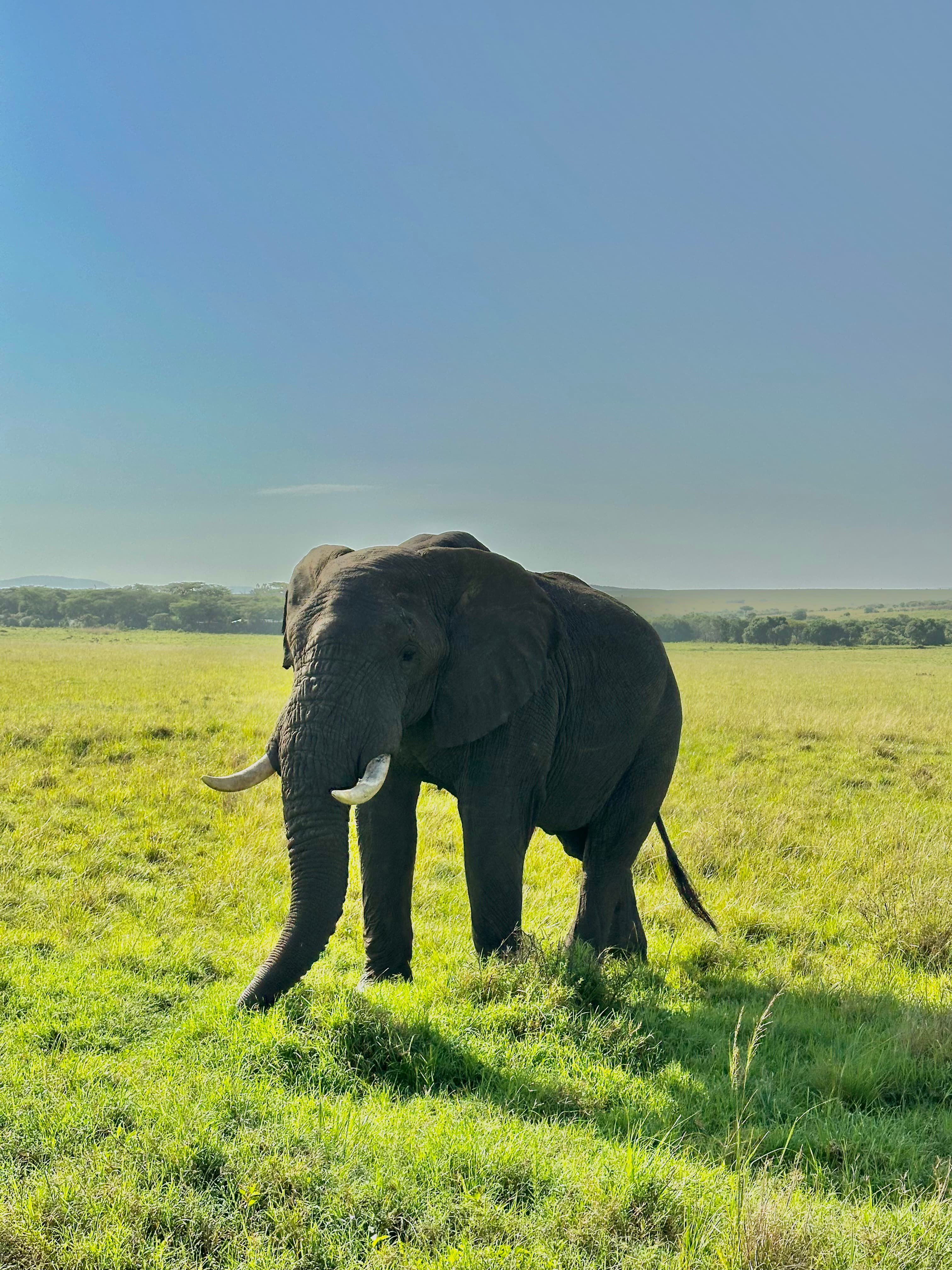 Photo from Kenya
